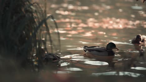 A-flock-of-mallard-ducks-is-swimming-in-the-pond