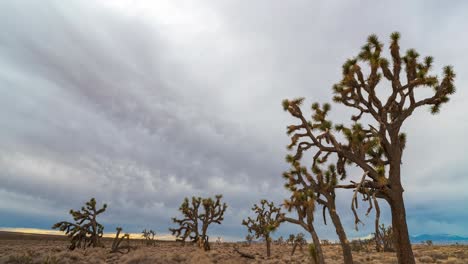 Wind-Weht-In-Wolken-über-Der-Mojave-Wüste-Mit-Joshua-Bäumen-Im-Vordergrund---Statischer-Weitwinkel-Zeitraffer
