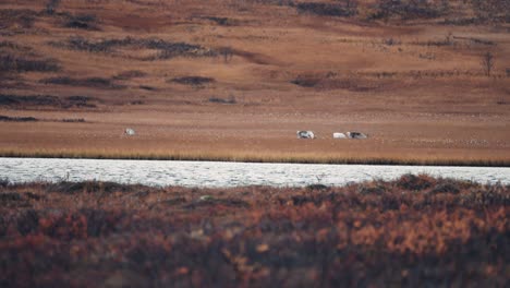 Eine-Gruppe-Von-Rentieren,-Die-In-Der-Herbstlichen-Tundra-Grasen