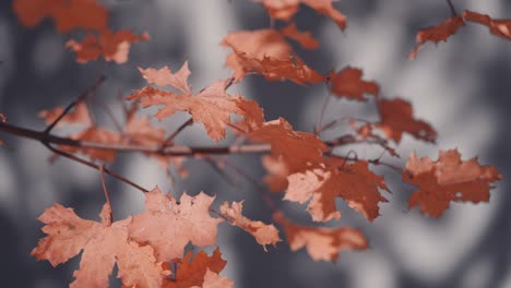 A-close-up-of-the-bright-orange-maple-leaves-on-the-thin-branch
