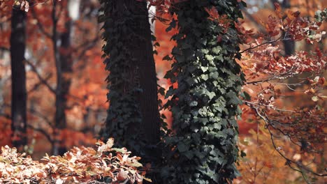 Efeureben,-Die-Alte-Hohe-Bäume-Im-Herbstwald-Verwickeln