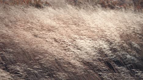 A-close-up-of-the-ears-of-the-dry-grass-swaying-in-the-wind