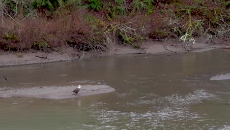 Ausgewachsener-Weißkopfseeadler-Steht,-Dreht-Den-Kopf-Am-Nooksack-River-Im-US-Bundesstaat-Washington