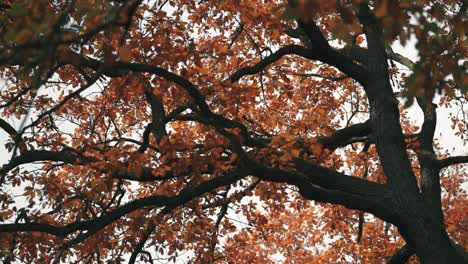 Goldenes-Herbstlaub-Bedeckt-Die-Baumwipfel