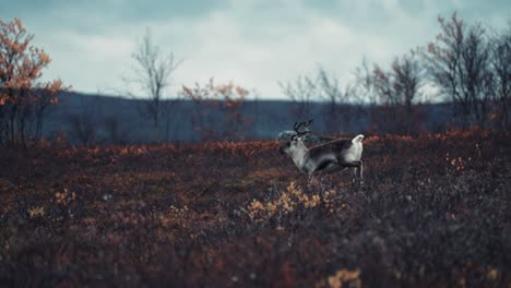 A-young-reindeer-calf-dashes-through-the-autumn-tundra