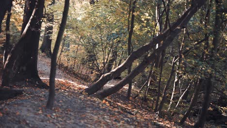 Blätter-Fallen-Langsam-In-Den-Herbstwald