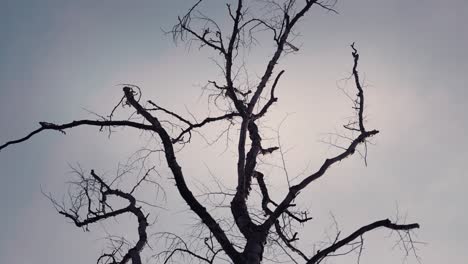 Eine-Silhouette-Des-Trockenen-Toten-Baumes-Gegen-Den-Grauen-Himmel