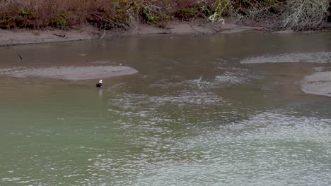 Wild-Bald-Eagle-carefully-wades-into-deeper-water-of-Nooksack-River