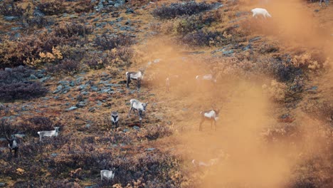 A-herd-of-reindeer-grazing-on-the-hill-in-the-autumn-tundra