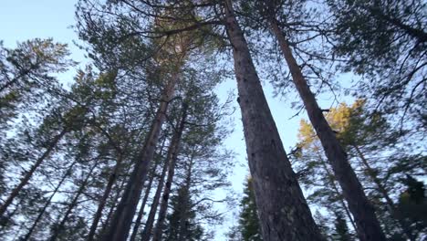 Looking-up-to-huge-trees-over-a-blue-sky