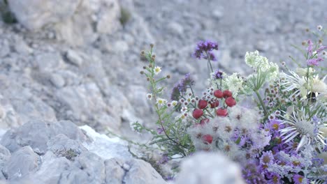 wildflower-bouquet-on-rugged-terrain-in-mountains,-wind-blows,-slow-motion-closeup