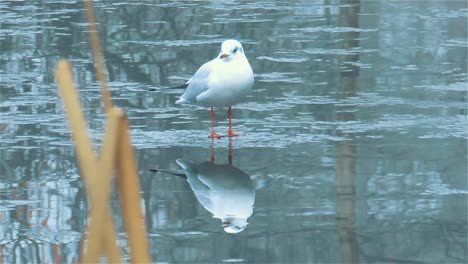 Seagull-is-resting-on-the-ice-on-a-frozen-lake---Handheld-Shot