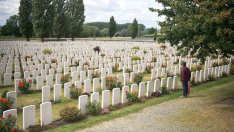 Mann,-Der-Kriegsgedächtnisgräber-Auf-Einem-Friedhof-In-Ypern,-Belgien,-Inmitten-Eines-Grünen-Gartens-Mit-Roten-Rosen-Betrachtet-Und-Reflektiert
