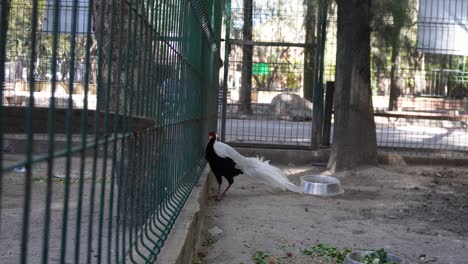 The-pheasant-bird-walks-in-its-cage