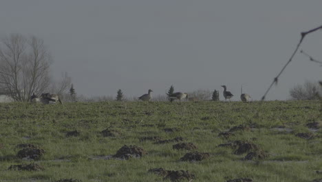 a-group-of-gray-geese-looking-for-food-in-a-field