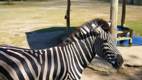 beautiful-solitary-zebra-in-zoo-in-captivity