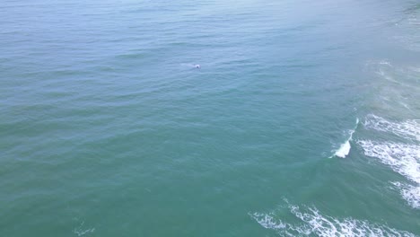 Luftaufnahmen-Eines-Glattwals,-Der-Das-Strandufer-Erreicht-Und-Auftaucht