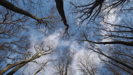 Kahle-Blattlose-Bäume-In-Einem-Englischen-Waldgebiet-Reichen-Bis-Zum-Blauen-Winterhimmel,-Während-Weiße-Wolken-über-Ihnen-Vorbeiziehen