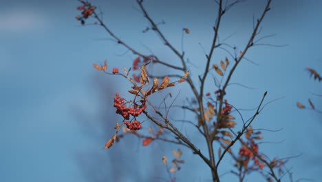 A-close-up-of-the-rowan-tree-branch-on-the-blurry-background