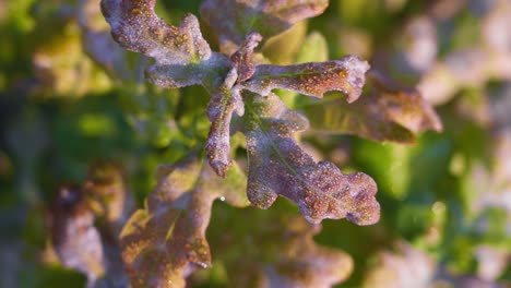 Nahaufnahme-Eines-Jungen-Eichenexemplars-Mit-Seinen-Violetten-Unreifen-Blättern