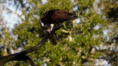 águila-Pescadora-Almorzando-En-El-Parque-De-La-Ciudad-En-Nueva-Orleans,-La