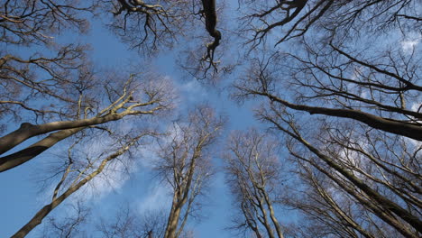 Bare-leafless-trees-in-an-English-woodland-reach-up-to-the-blue-winter-sky-as-white-clouds-pass-by-overhead