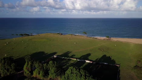 Aerial-view-of-cows-grazing-on-a-pasture-on-a-sea-shore