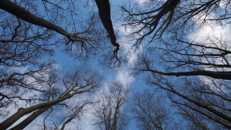 Bare-leafless-trees-in-an-English-woodland-reach-up-to-the-blue-winter-sky-as-white-clouds-pass-by-overhead