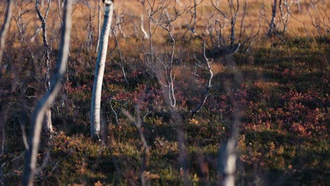 Eine-Nahaufnahme-Der-Herbstlichen-Tundra