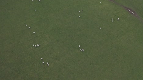 Top-Down-View-of-A-Field-of-Sheep