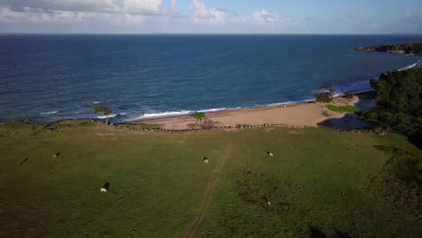 Aerial,-flying-over-a-pasture-with-grazing-cows-towards-a-sand-beach