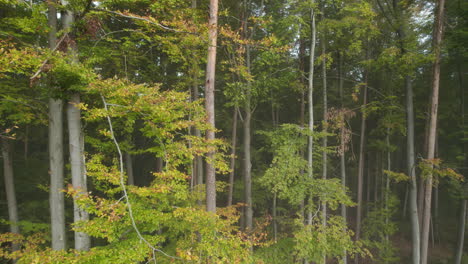 Herbst-Neblige-Naturwaldlandschaft
