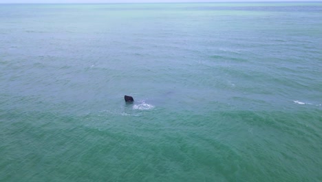 Right-Whales-Floating,-Mom-and-Baby.-Aerial-Footage
