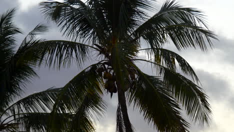 Close-up-of-the-top-of-a-palm-tree-with-coconuts