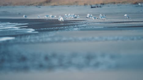 Seagulls-on-the-Ersfjord-beach