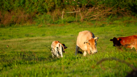 Baby-cow-playing-with-mother