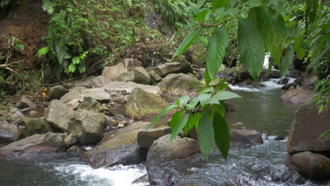 Small-running-stream-in-a-jungle