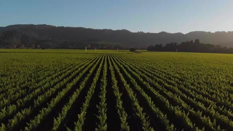 Vineyard-rows---Napa-California,-September
