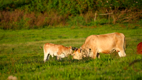 Baby-cow-licking-mother