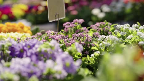Farmers-Market-Stalls-Selling-Bunch-Of-Beautiful-And-Fresh-Flower