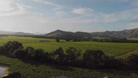 Vineyard-view-of-Napa-Valley-and-surrounding-mountains