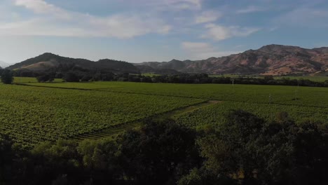 Vineyards-in-Napa-Valley,-CA---Panning-back