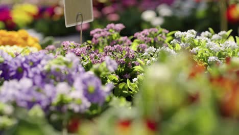 A-Lone-Bee-Flying-Around-Colorful-Flowers-on-Display-in-an-Outdoor-Market-in-Hanau,-Germany---Left-Panning-Shot