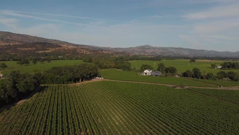 Vineyards-in-Napa-Valley,-CA