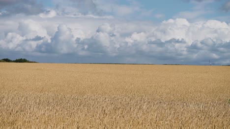 Golden-yellow-wheat-fields-under-the-cloudy-blue-sky
