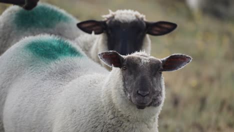 A-close-up-shot-of-the-white-wooly-sheep-with-black-faces-grazing-on-the-meadow