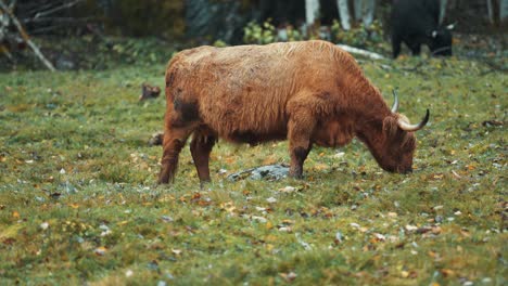 Flauschige-Rote-Highlander-Kuh,-Die-Auf-Einem-Felsigen-Feld-Weidet