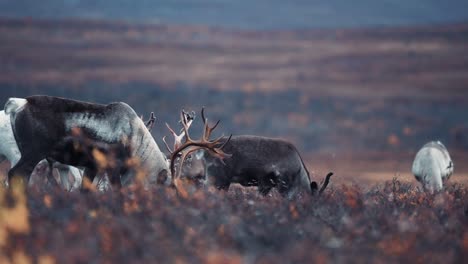 A-close-up-of-a-small-herd-of-reindeer-on-the-move-in-the-autumn-tundra