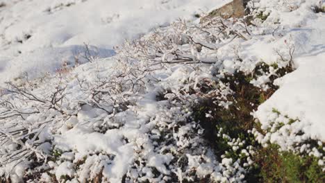A-close-up-shot-of-the-snow-covered-low-bushes,-moss,-and-liches-in-the-tundra