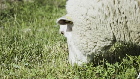 A-close-up-shot-of-the-white-wooly-sheep-grazing-in-the-green-meadow-chewing-grass